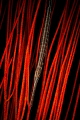   Trumpetfish gorgonia  